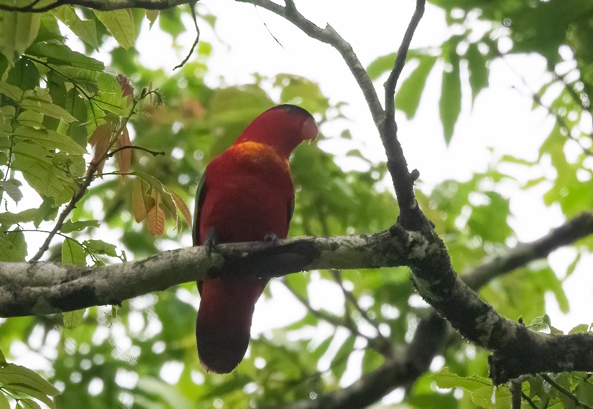 Purple-naped Lory - ML525596101