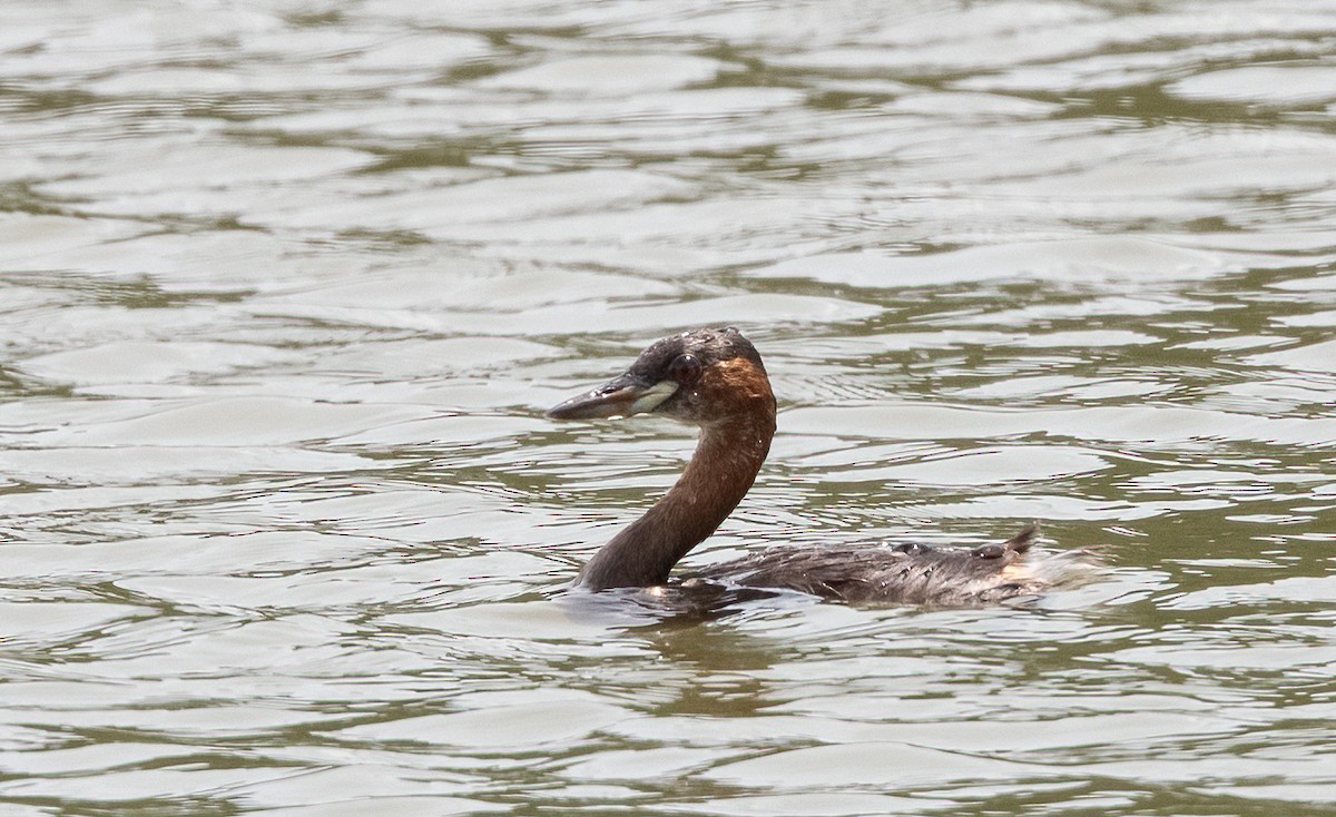 Little Grebe (Tricolored) - ML525598041