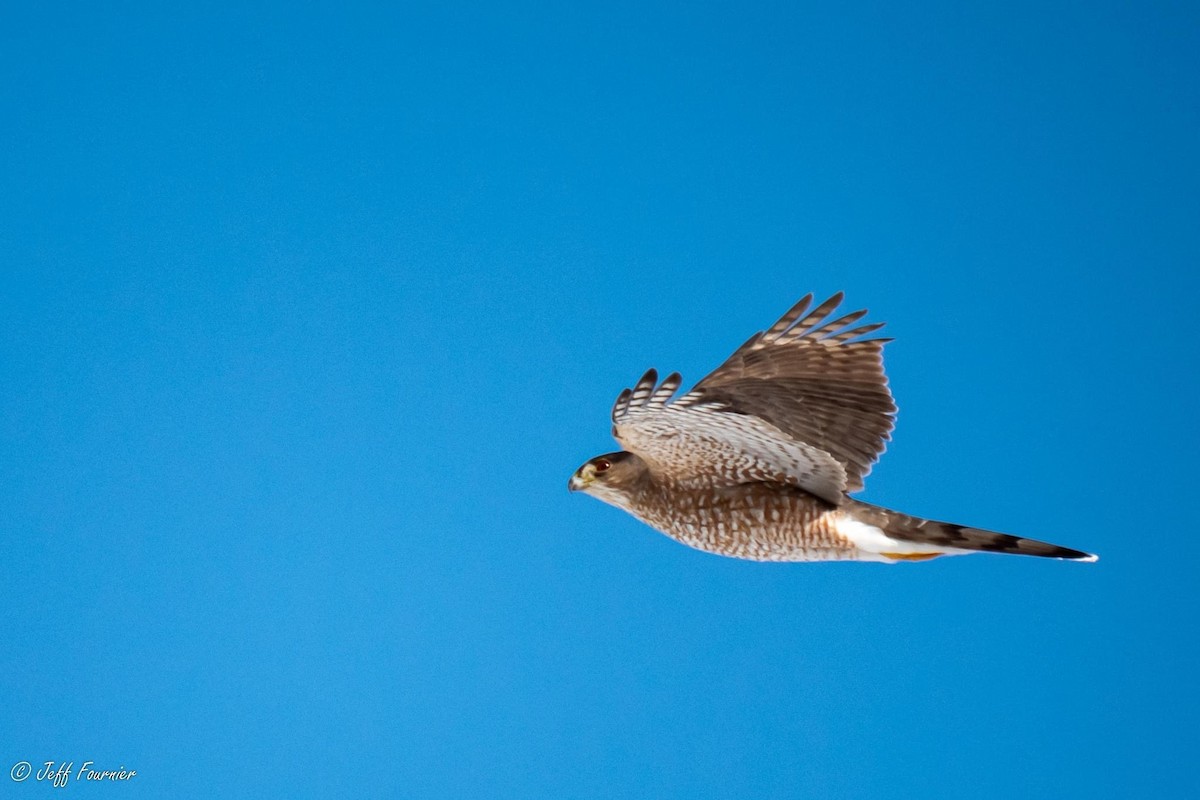 Cooper's Hawk - ML525599691