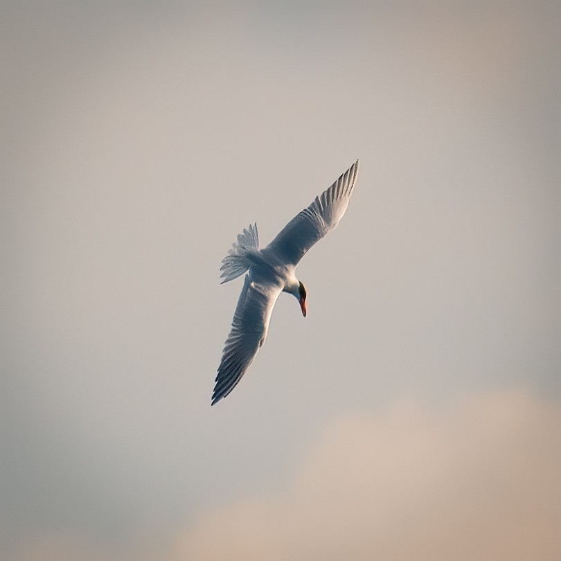 Caspian Tern - ML525601301