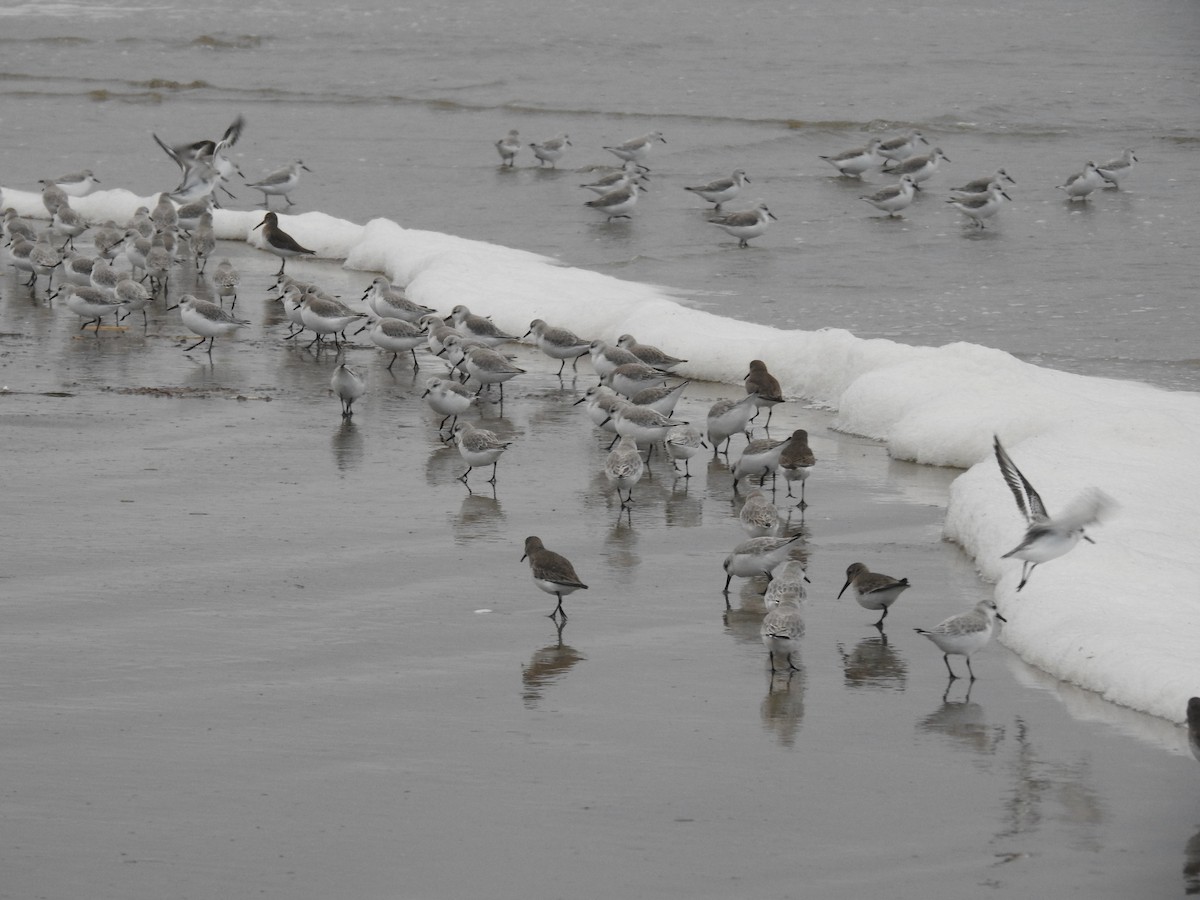 Sanderling - ML525602791