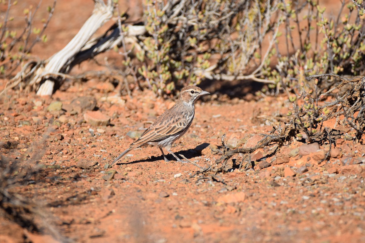 Karoo Lark - ML52560331