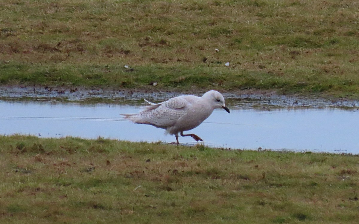 Iceland Gull - ML525603941