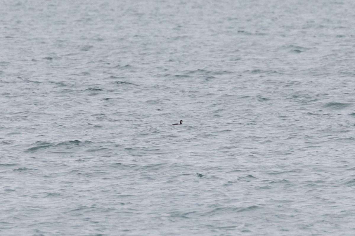 Eared Grebe - ML525603951