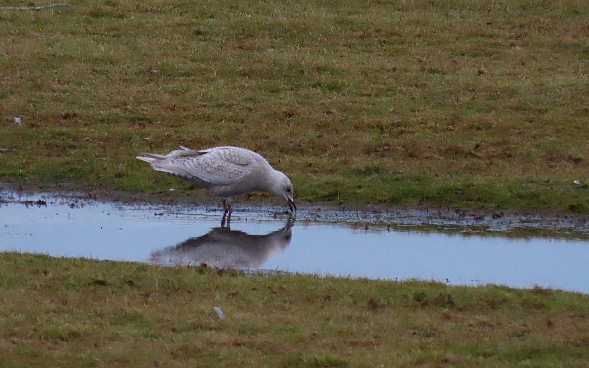 Iceland Gull - ML525603981