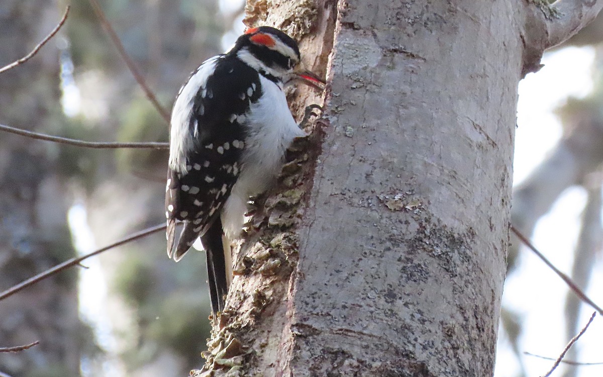 Hairy Woodpecker (Eastern) - ML525604101