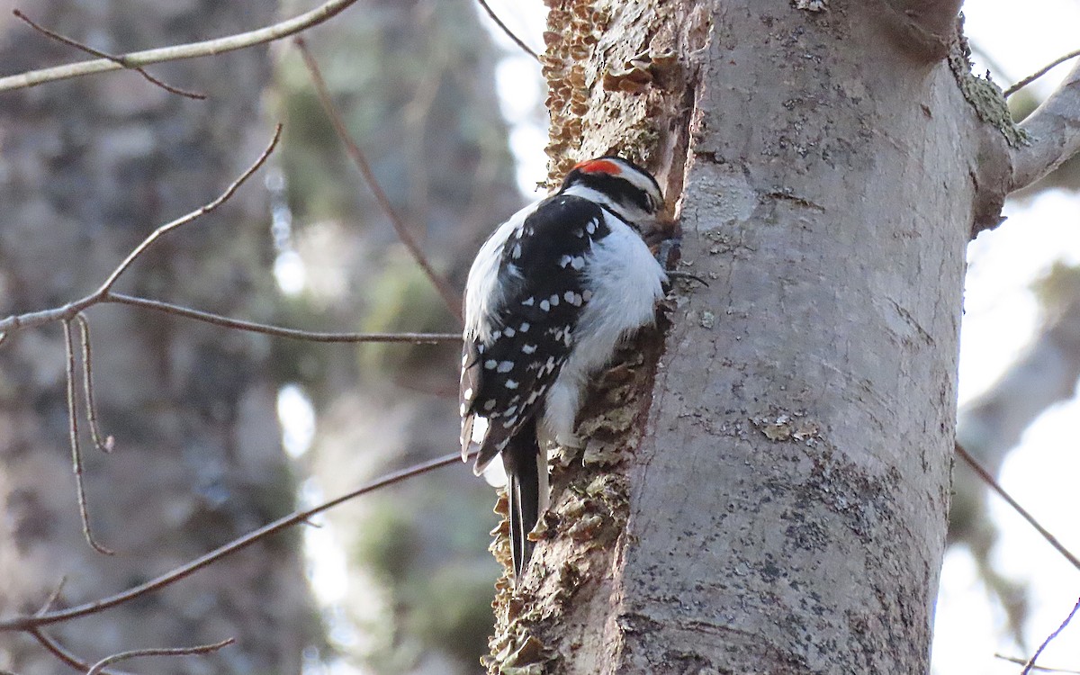 Hairy Woodpecker (Eastern) - ML525604131