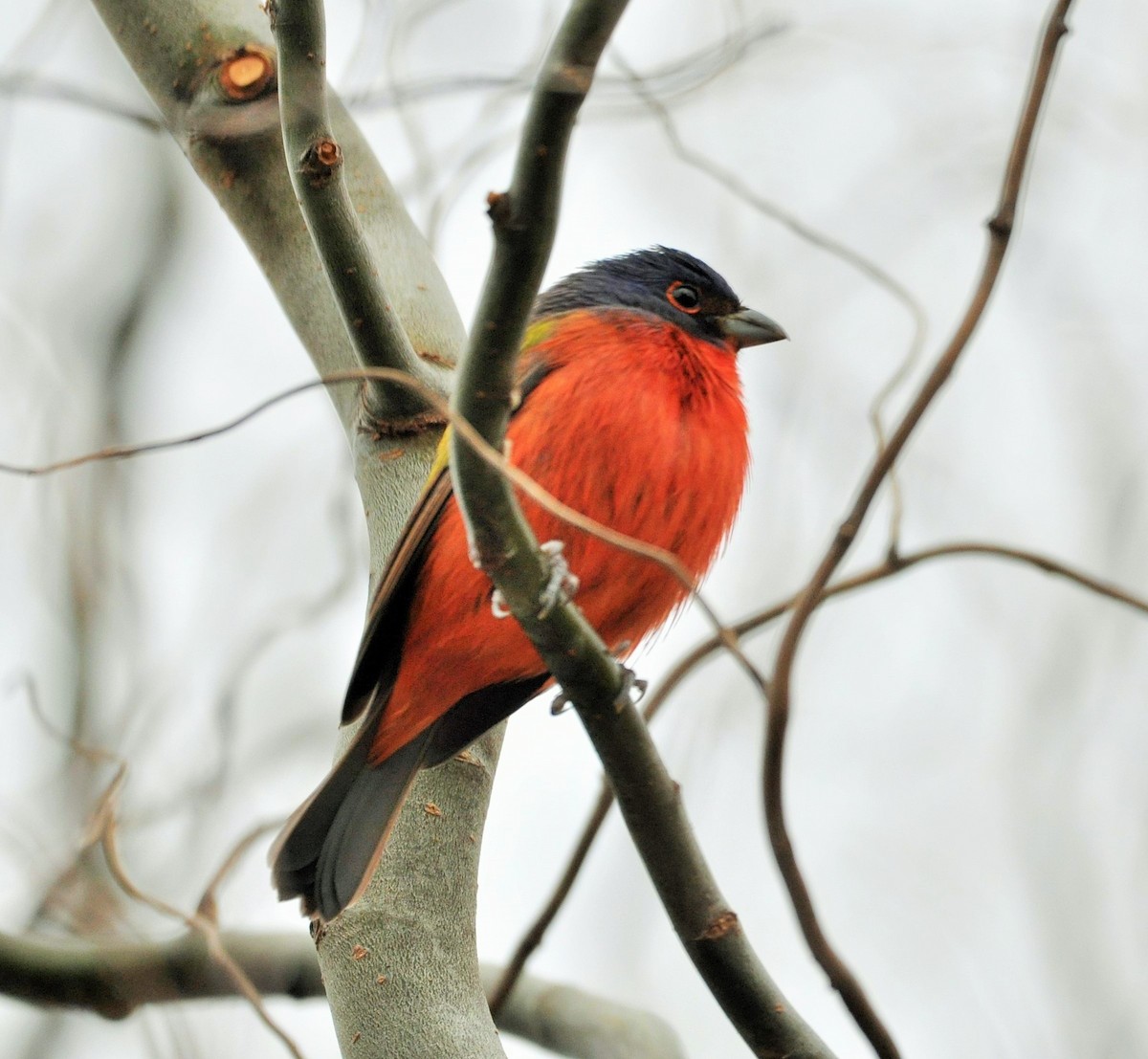 Painted Bunting - ML525604171