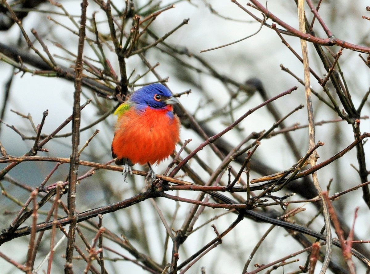 Painted Bunting - ML525604181