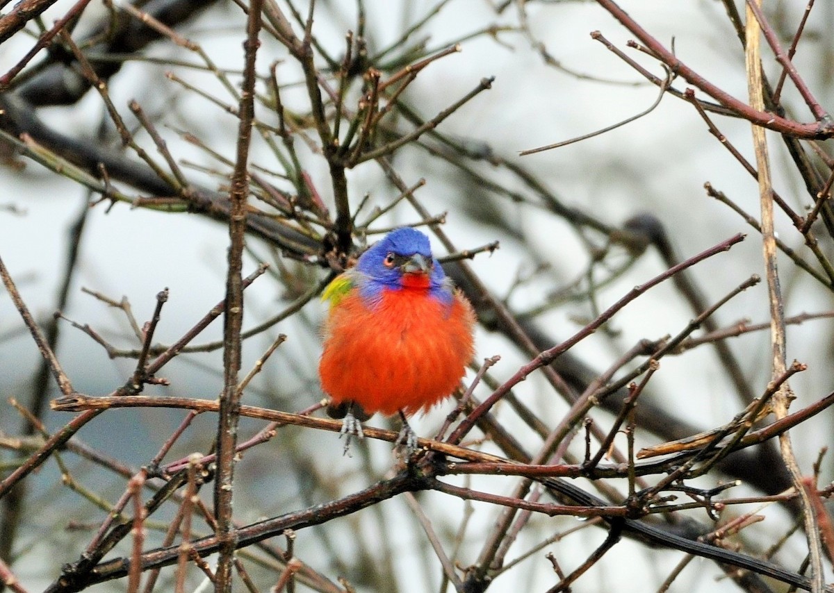 Painted Bunting - ML525604191
