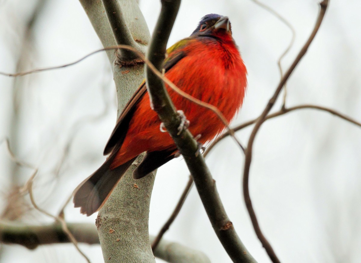 Painted Bunting - ML525604201
