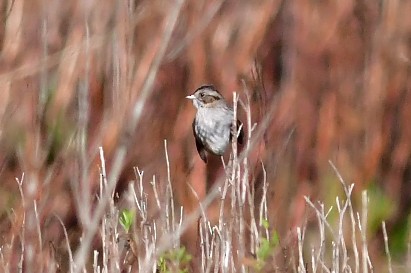 Swamp Sparrow - ML525604721