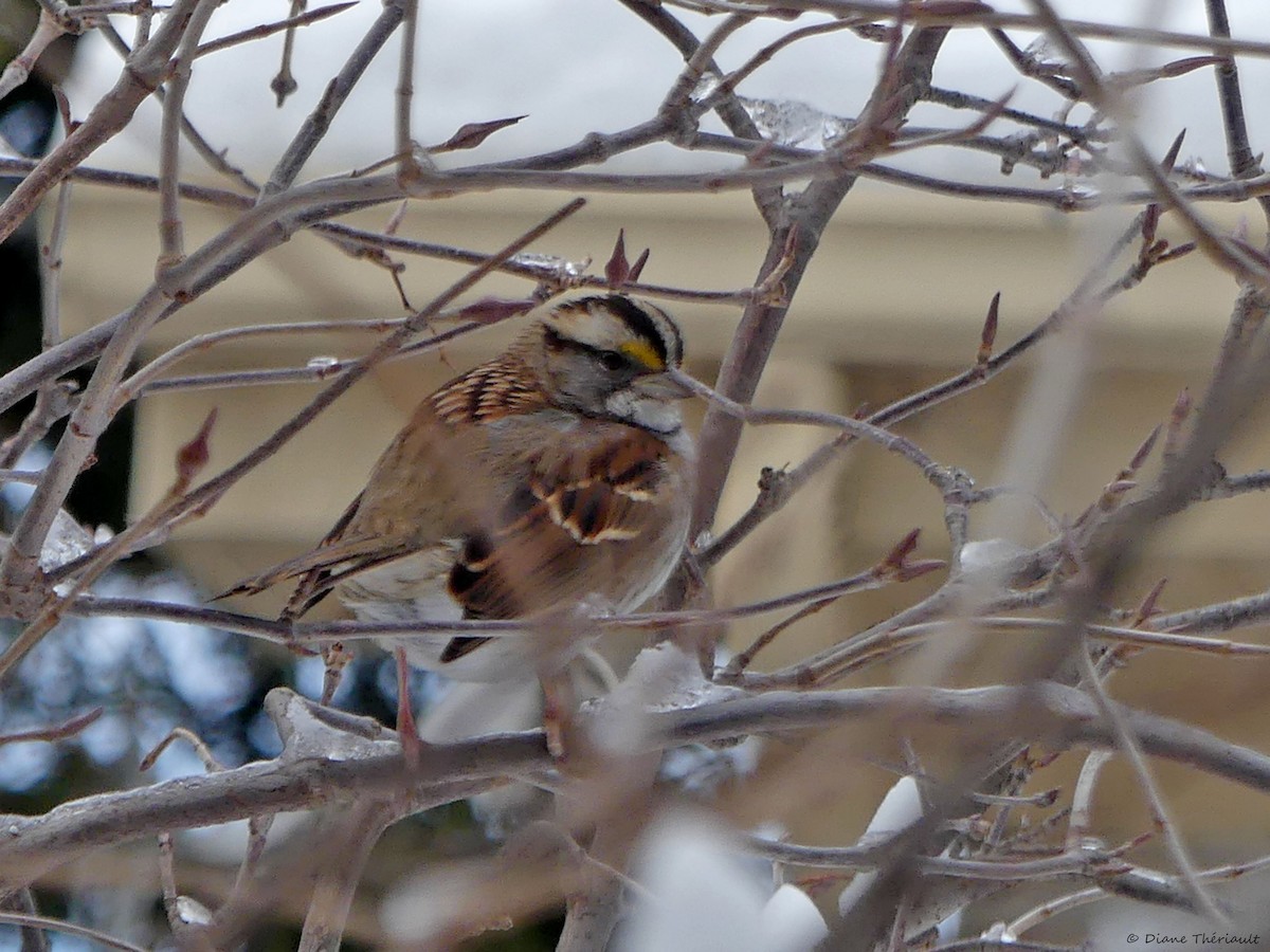 White-throated Sparrow - ML525604741