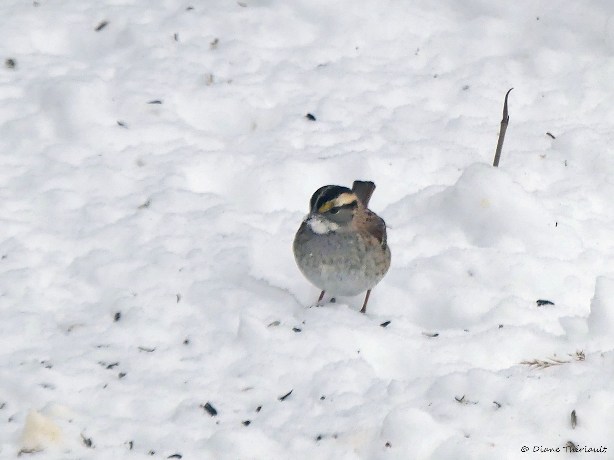 White-throated Sparrow - ML525605101