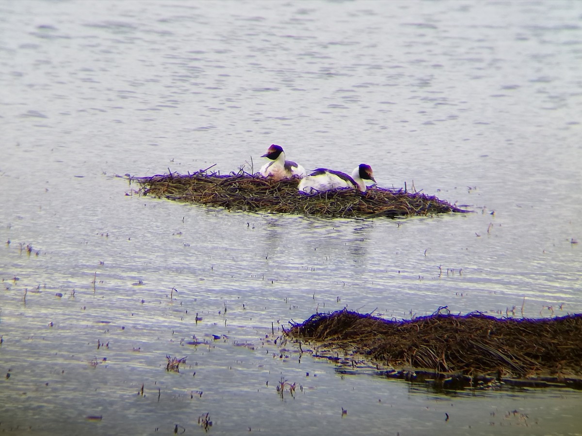 Hooded Grebe - ML525607531