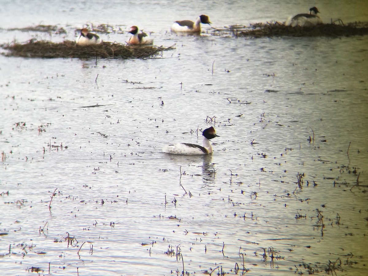 Hooded Grebe - ML525607551