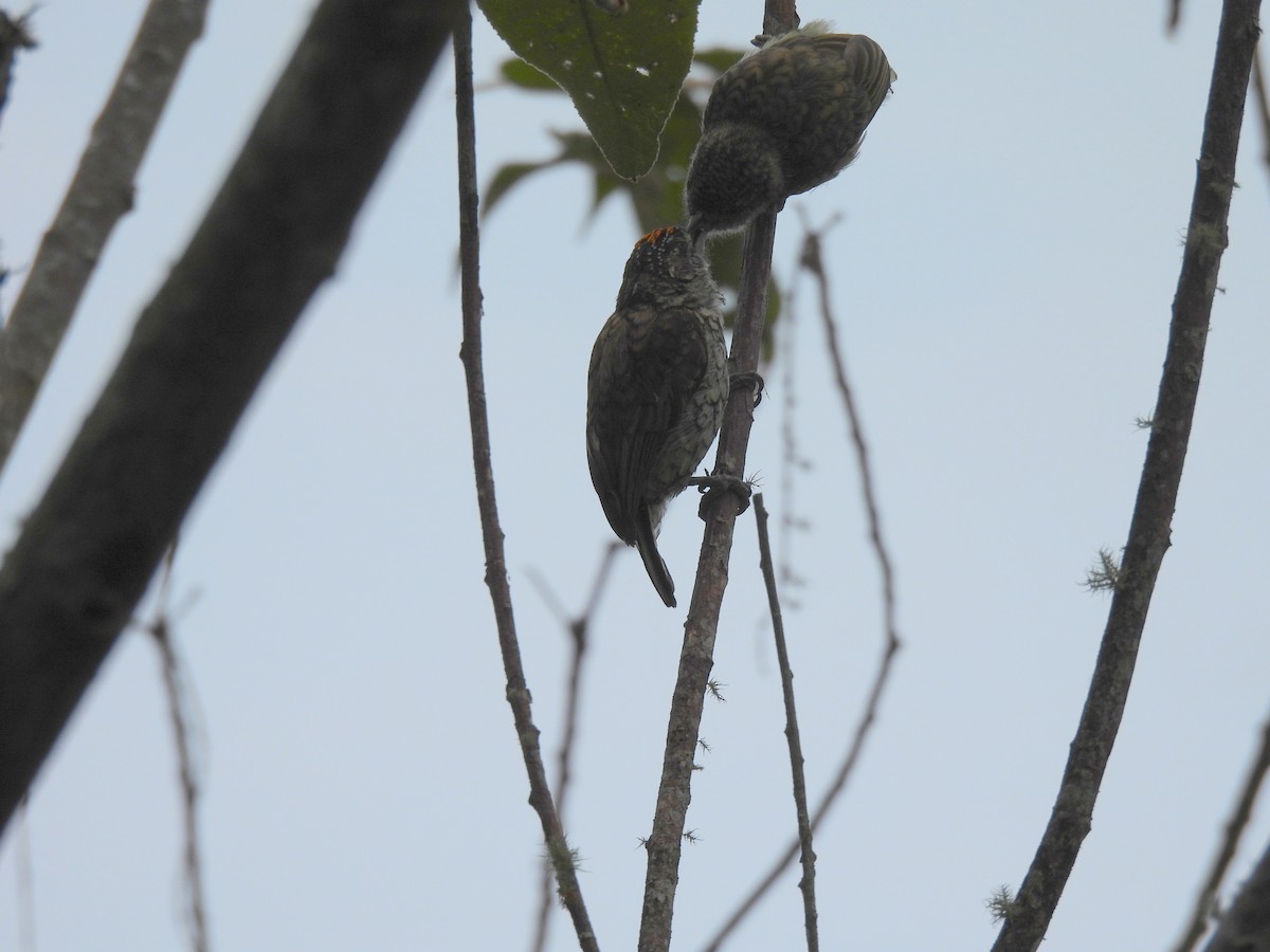 Scaled Piculet - Yanira Cifuentes Sarmiento