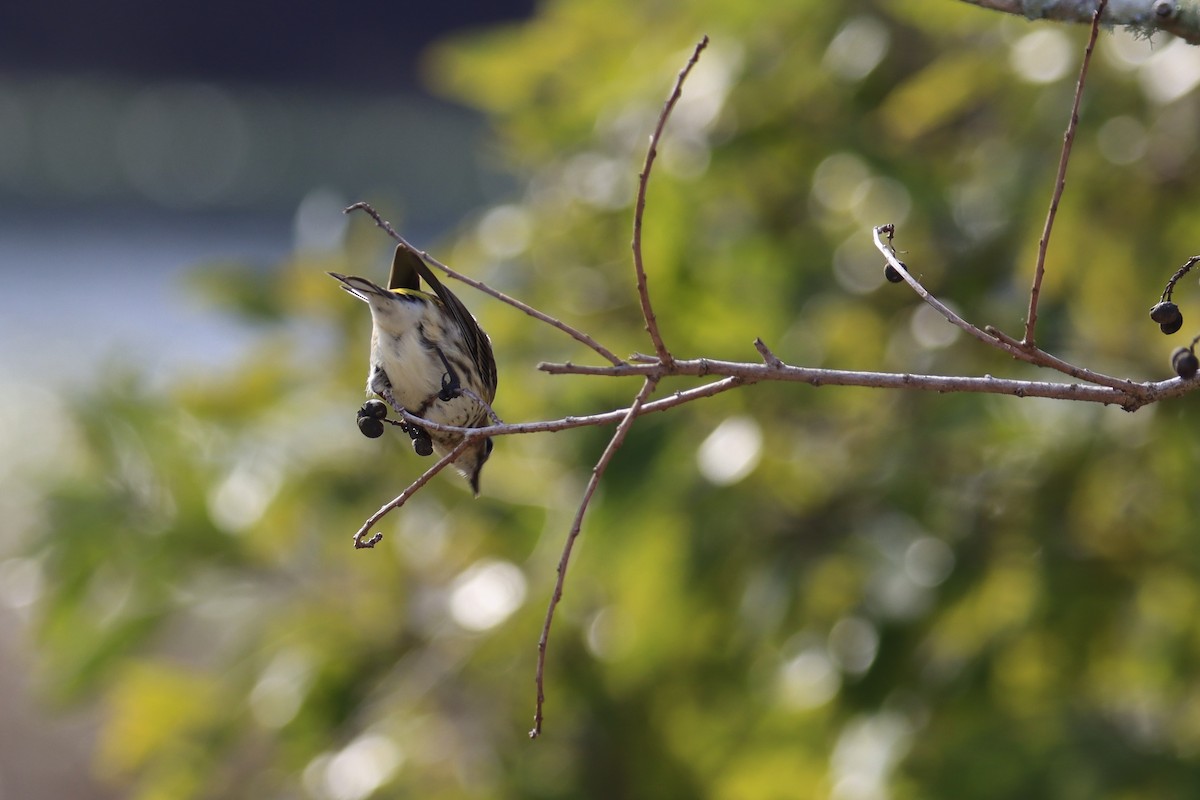 Yellow-rumped Warbler - ML525609581