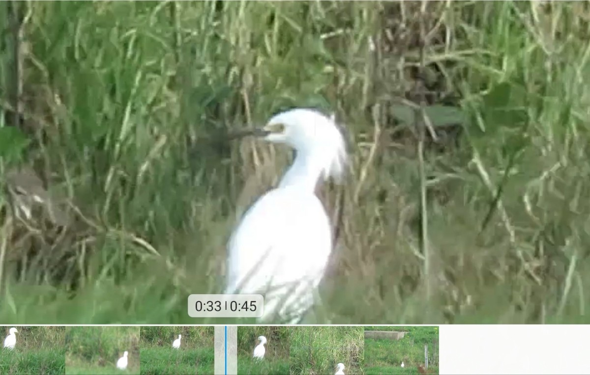 Snowy Egret - ML525609891