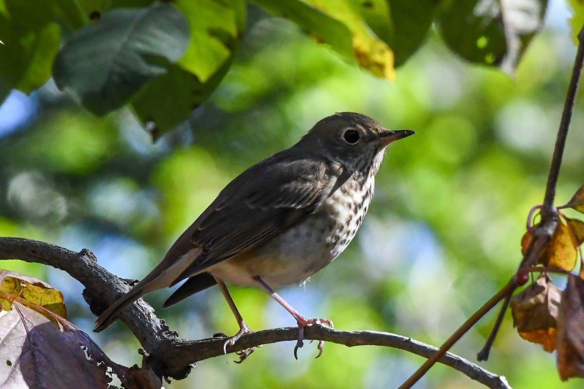 Hermit Thrush - ML525610621