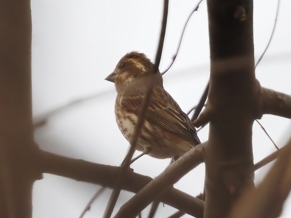 Purple Finch - ML525610961