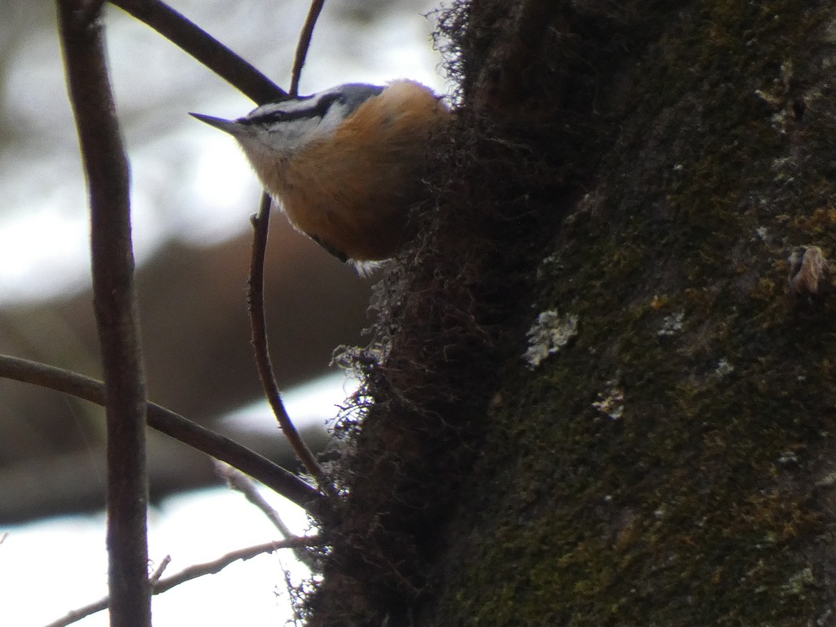 Red-breasted Nuthatch - ML525612061