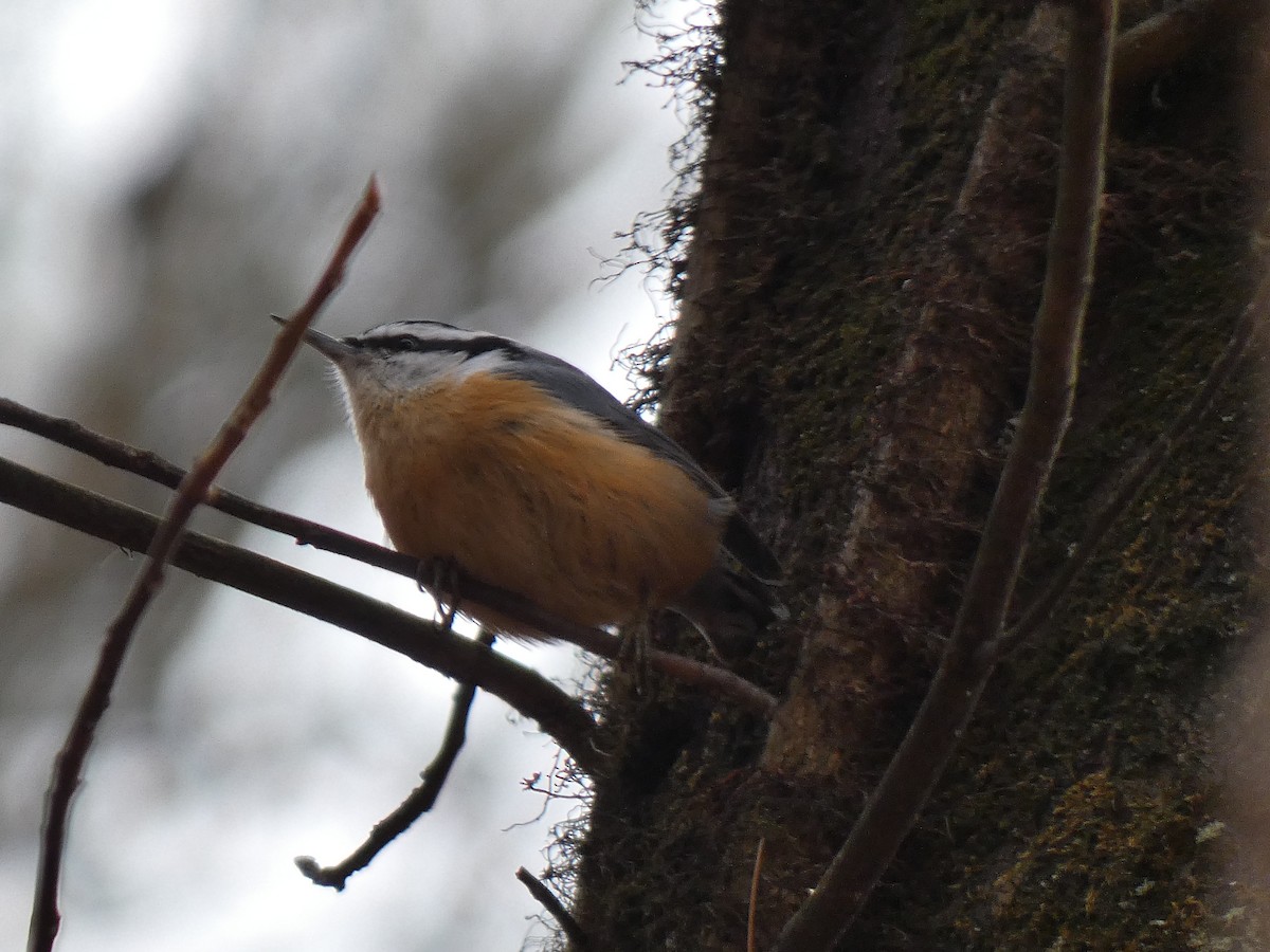 Red-breasted Nuthatch - ML525612141