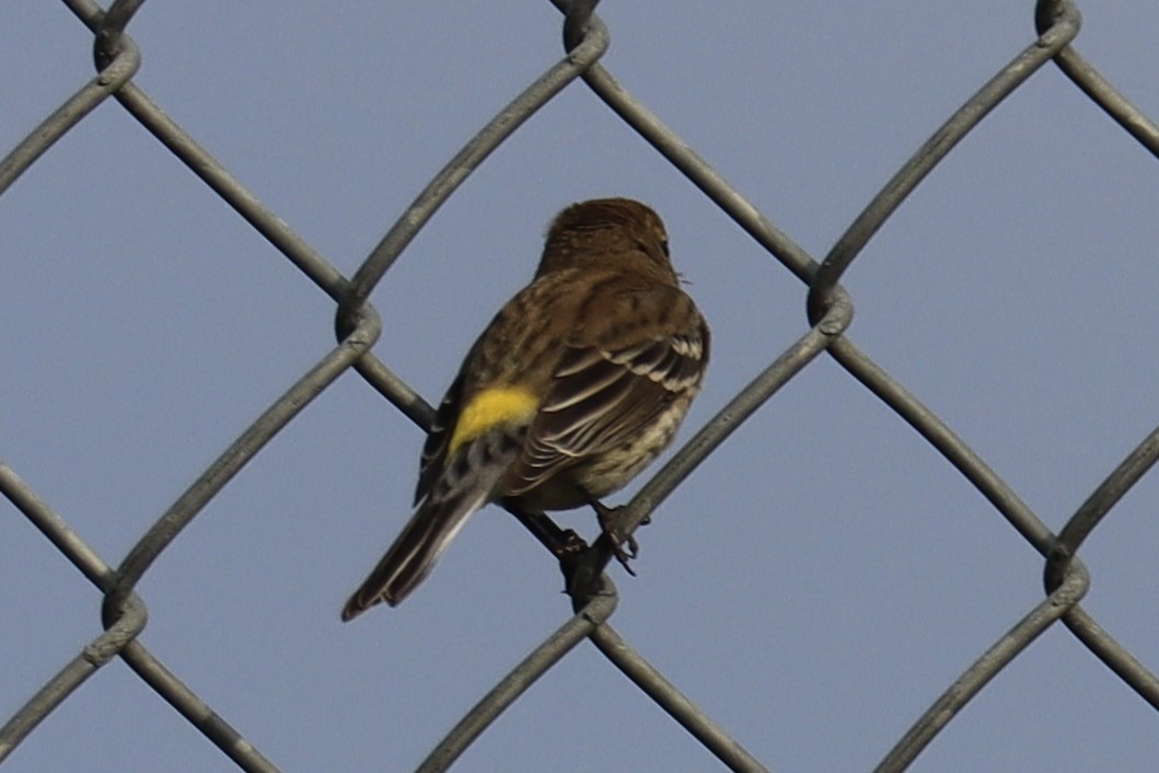 Yellow-rumped Warbler - ML525612281