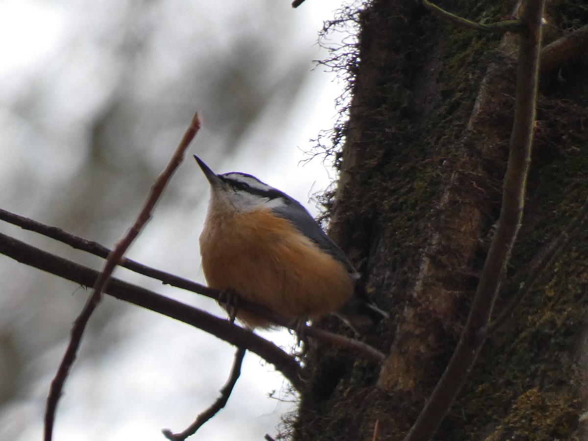 Red-breasted Nuthatch - ML525612401