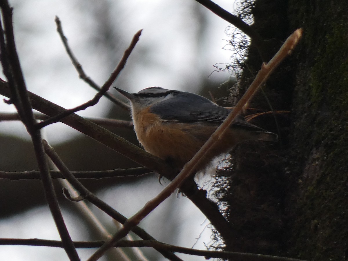 Red-breasted Nuthatch - ML525612501