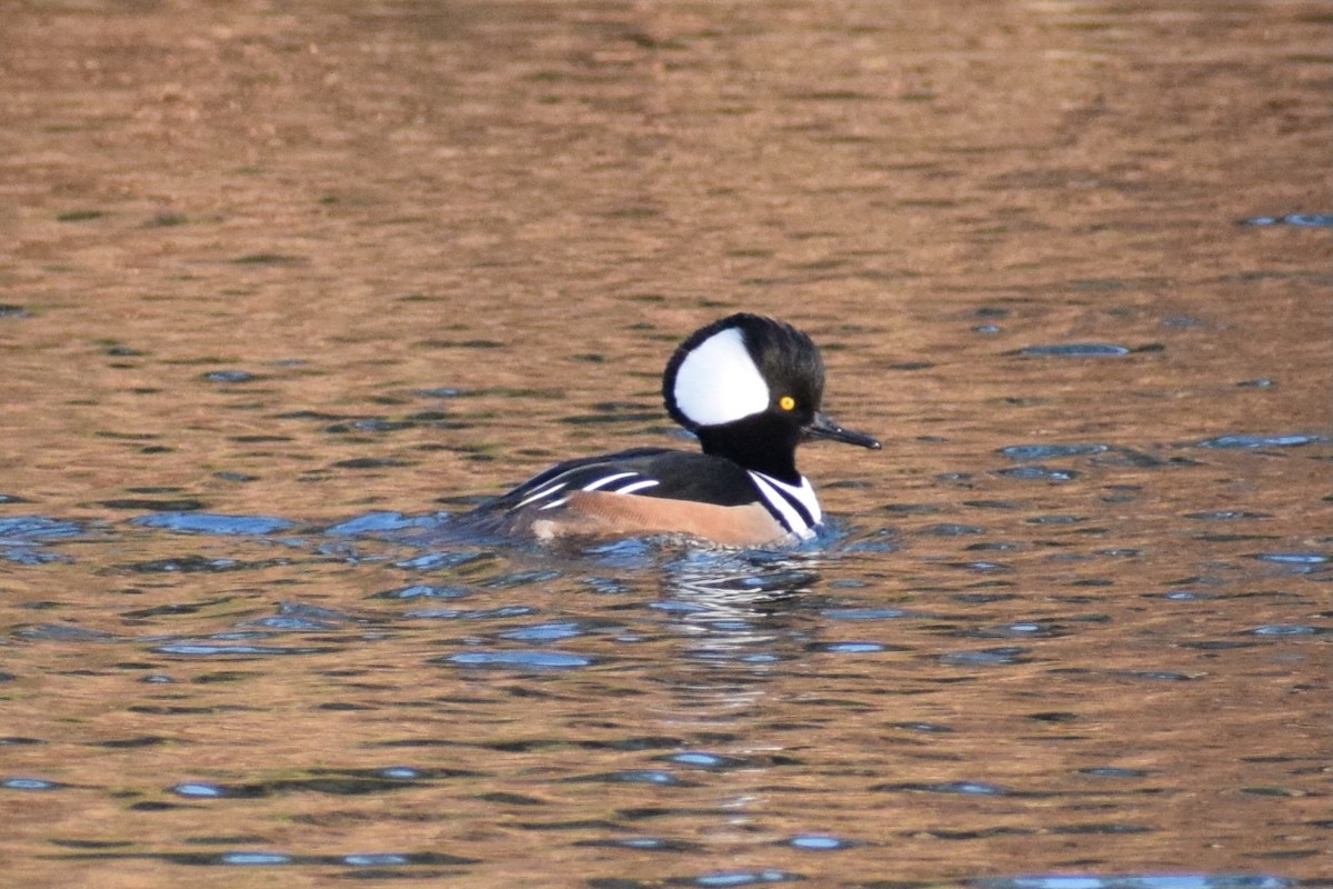 Hooded Merganser - ML525612861