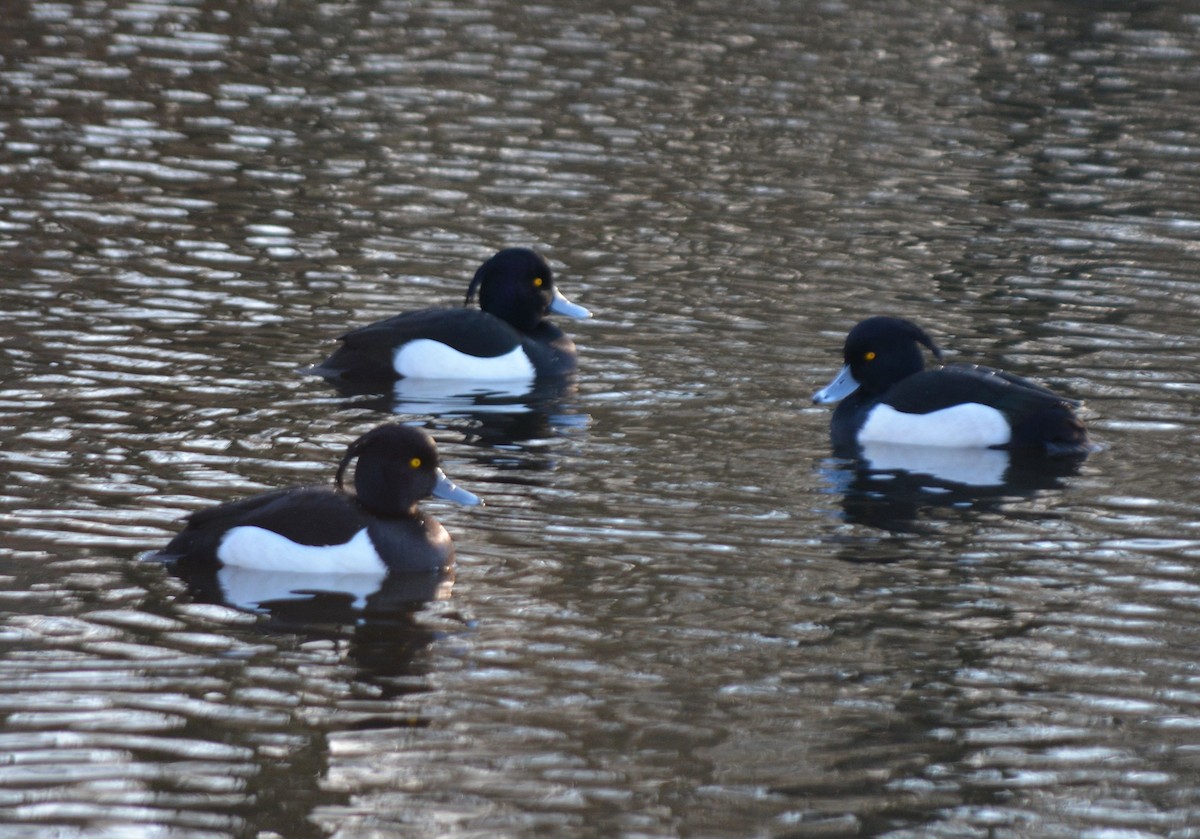 Tufted Duck - ML525612931