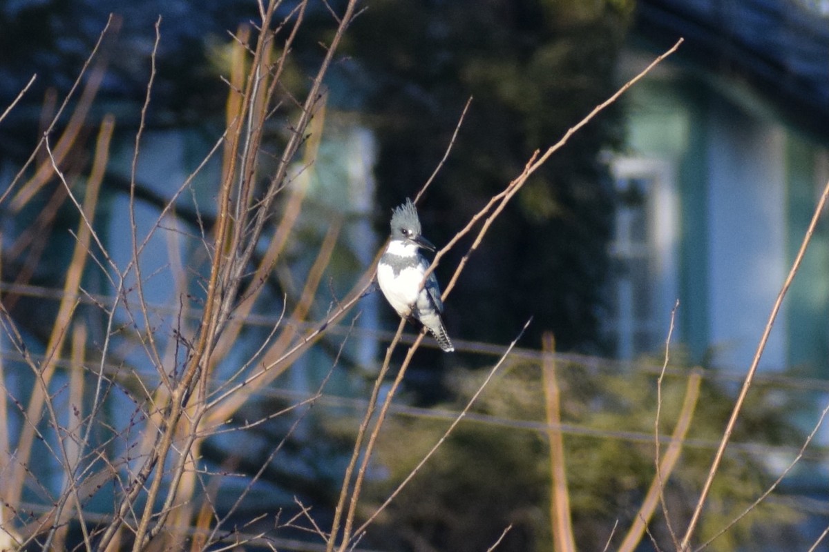 Belted Kingfisher - ML525612971