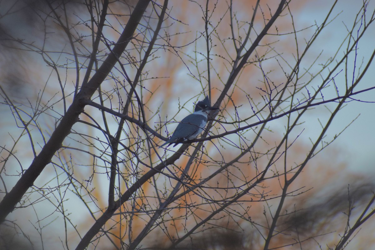 Belted Kingfisher - ML525613001