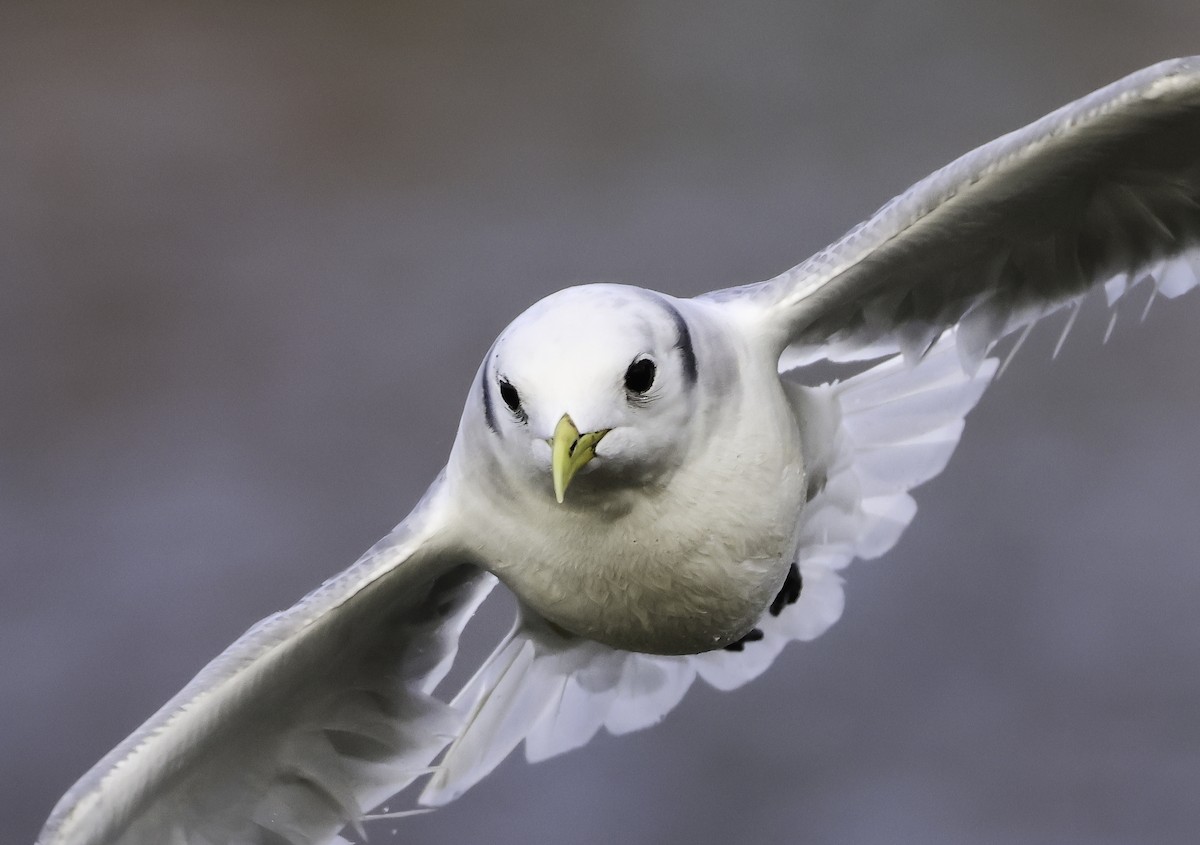 Black-legged Kittiwake - Steve Vines