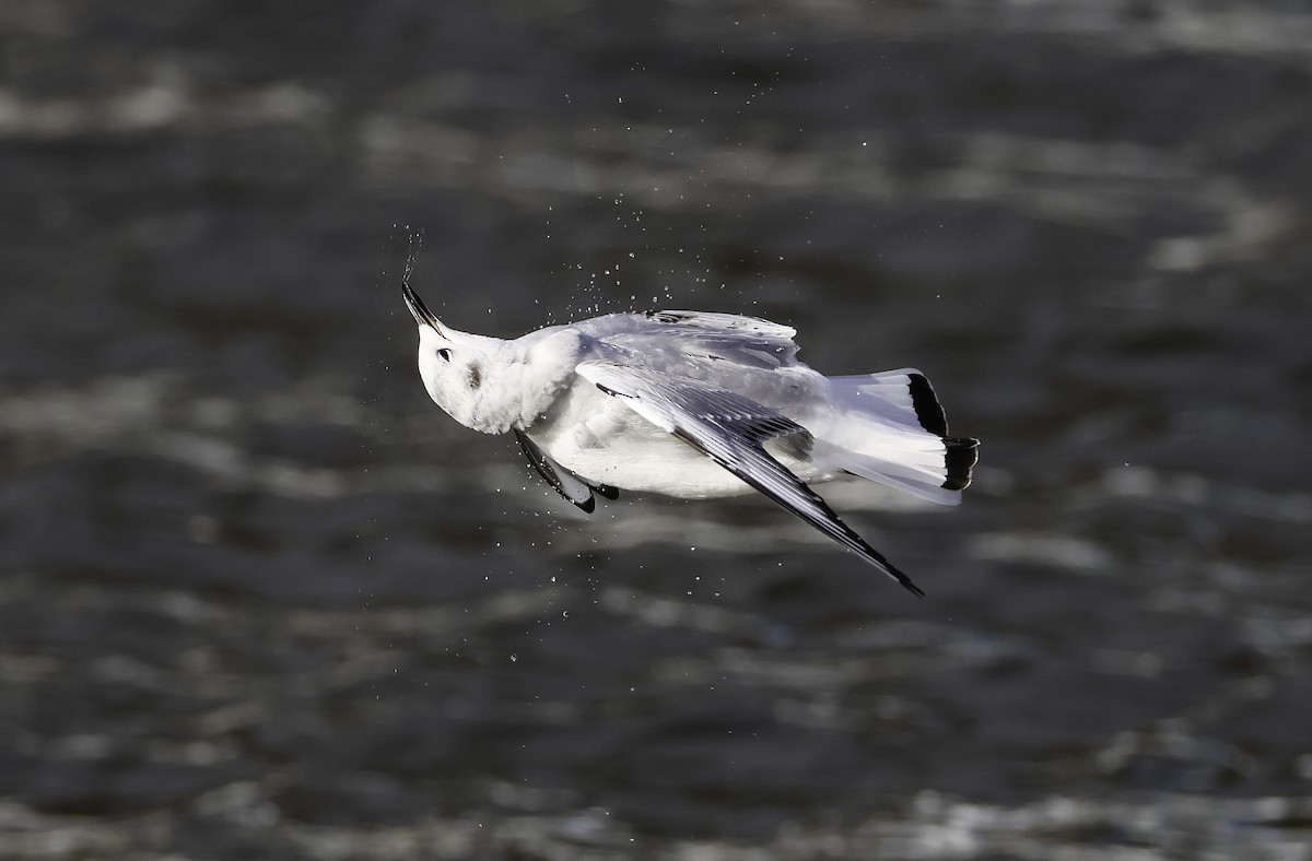 Bonaparte's Gull - Steve Vines