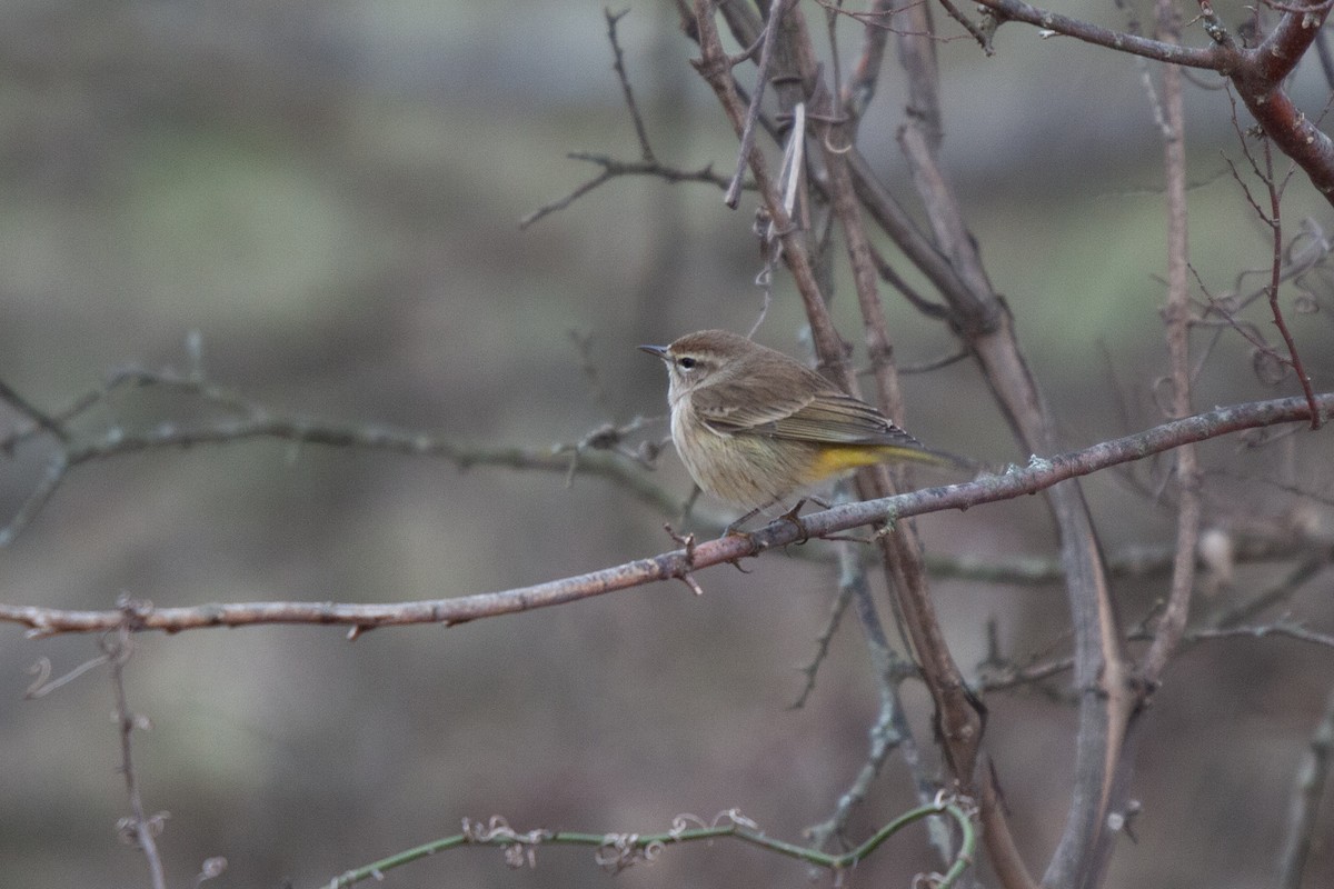 Palm Warbler - ML525613881