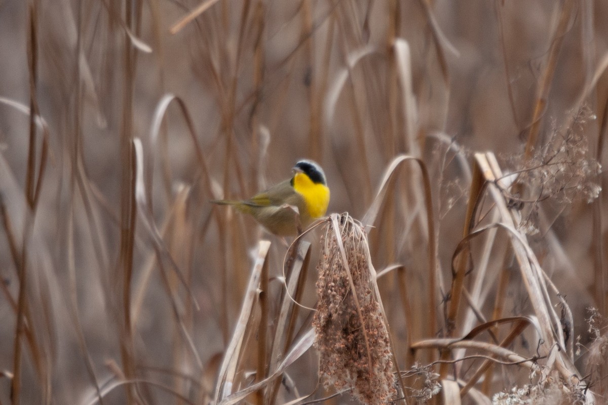 Common Yellowthroat - Daniel Redwine