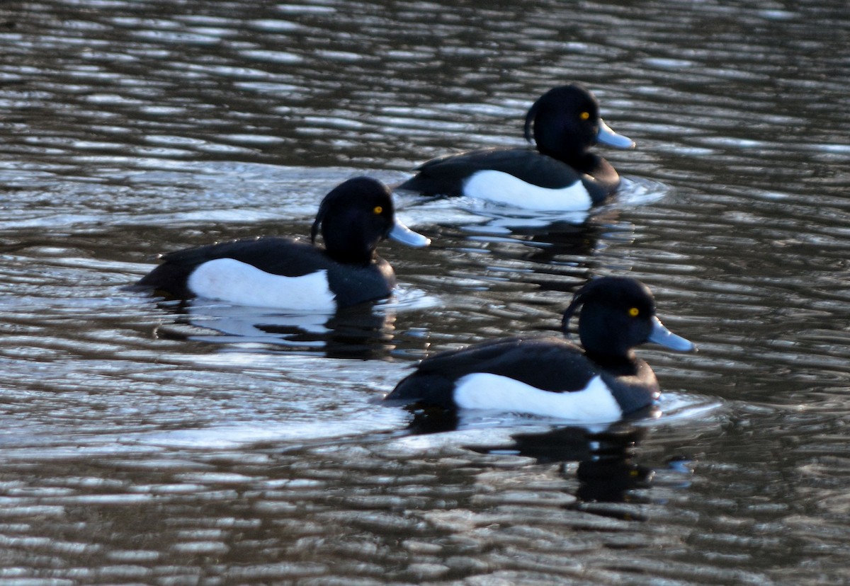Tufted Duck - ML525614891