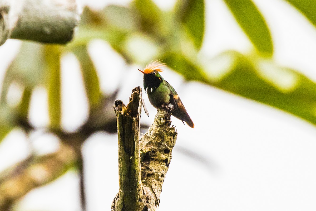 Rufous-crested Coquette - graichen & recer