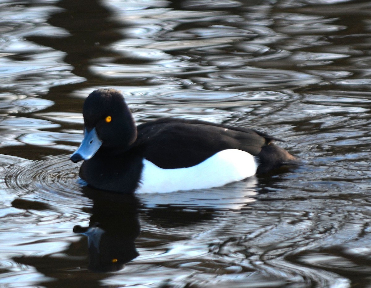 Tufted Duck - ML525616561
