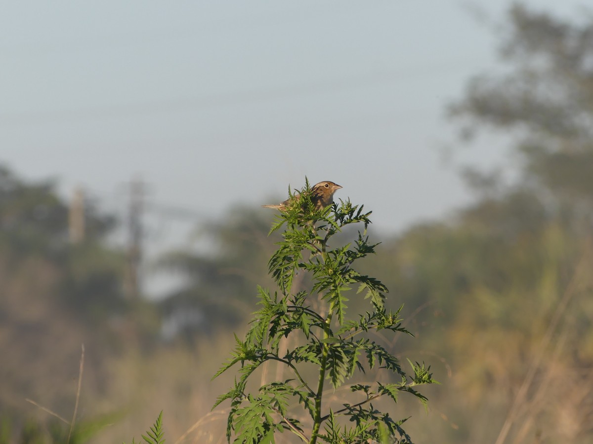 Grasshopper Sparrow - ML525617351