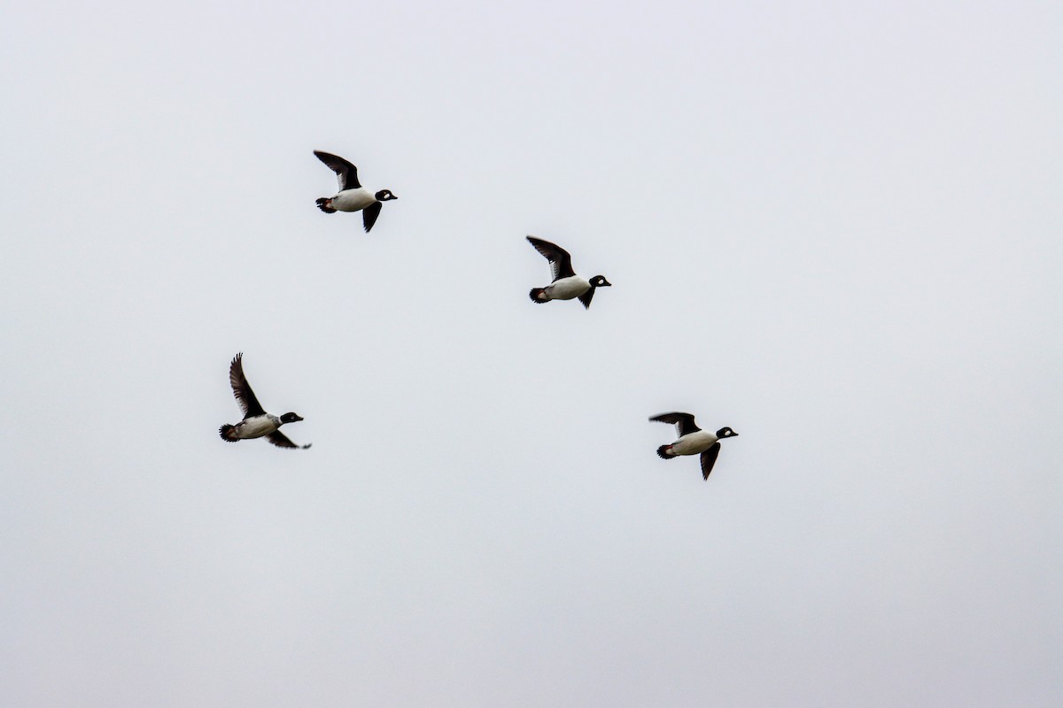 Common Goldeneye - ML525619271