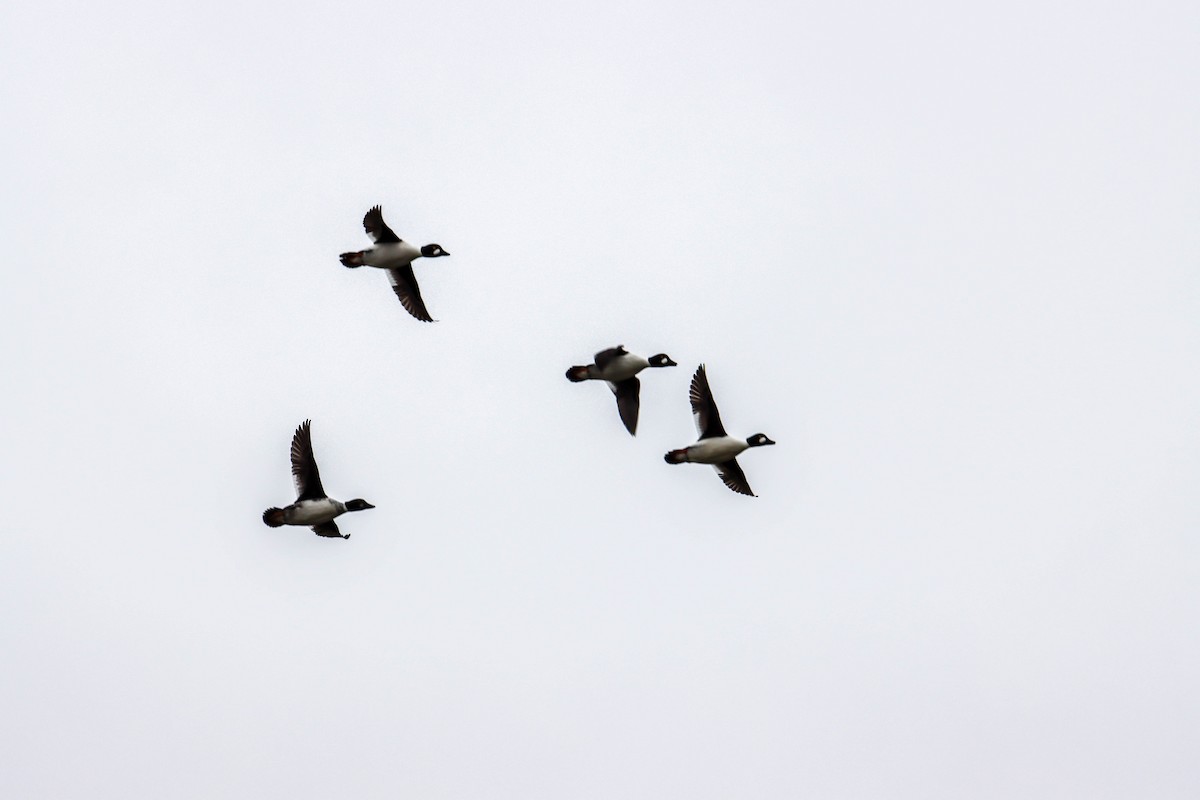 Common Goldeneye - ML525619281