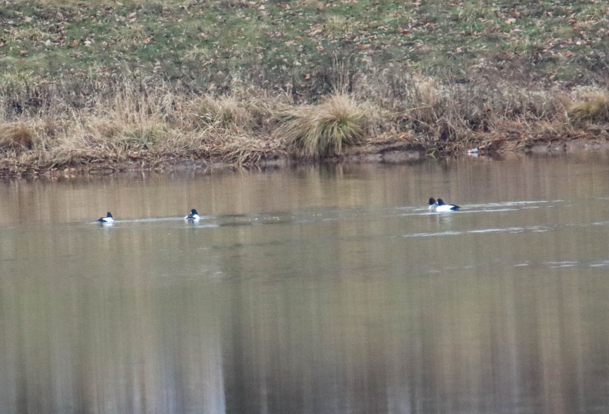 Common Goldeneye - ML525619301