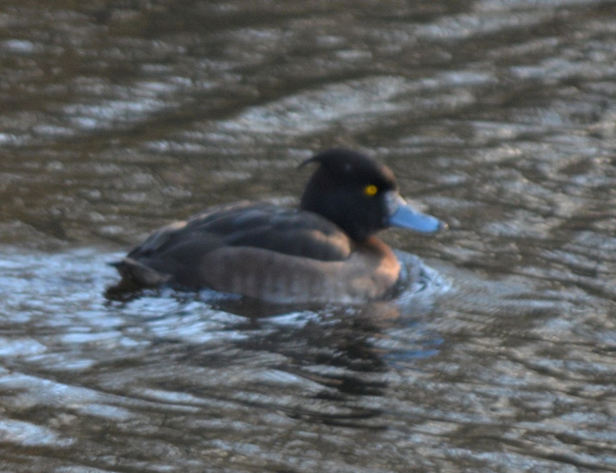 Tufted Duck - ML525620241