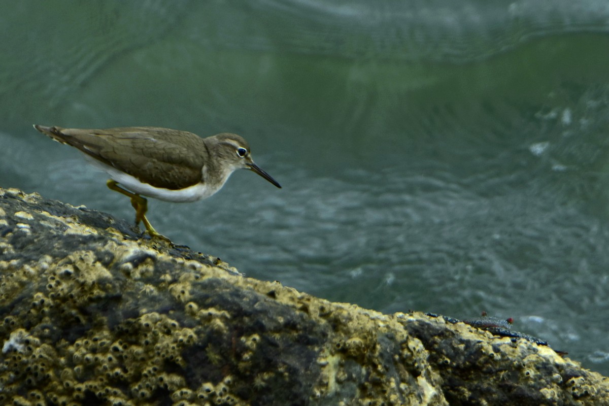 Spotted Sandpiper - ML525620861