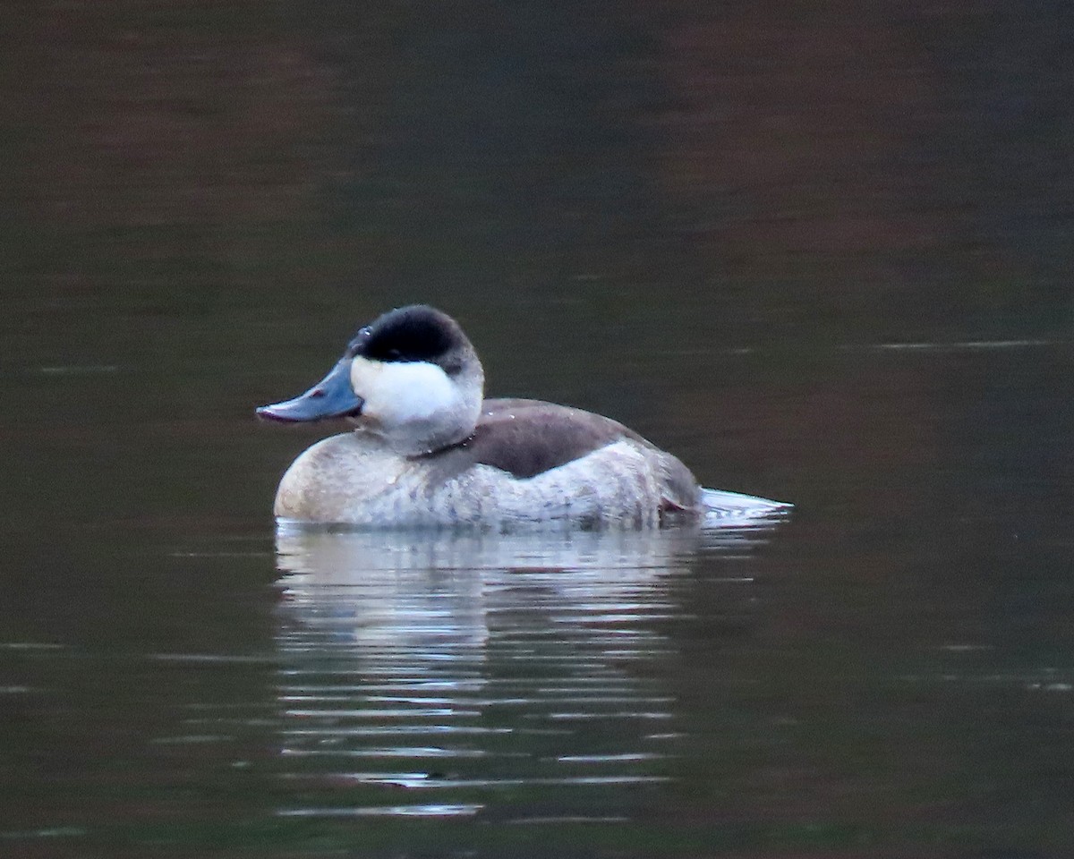 Ruddy Duck - ML525621591