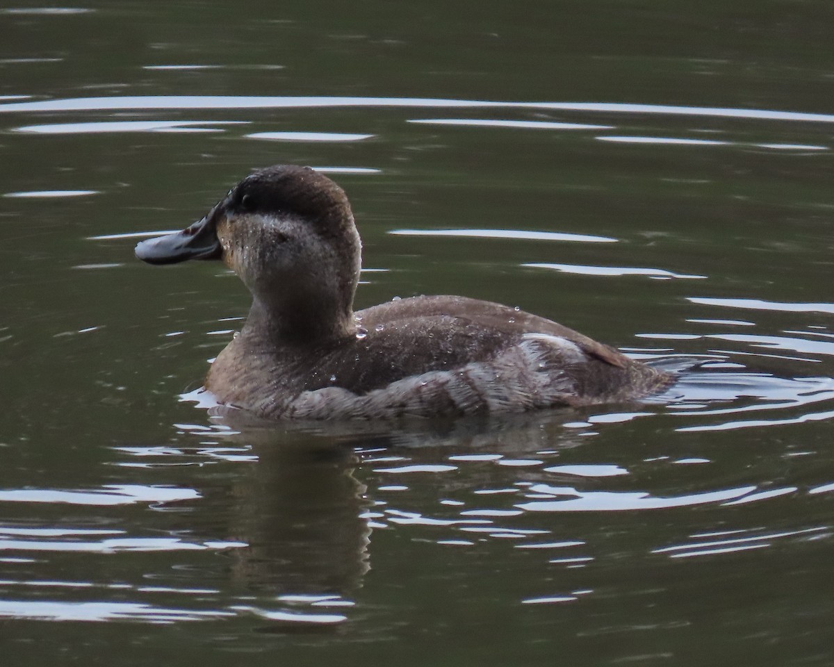 Ruddy Duck - ML525621601