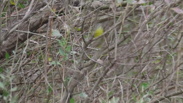 Paruline à joues grises - ML525621871